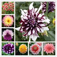 50 PCS sementes de plantas de flores preciosas arco -￭ris Dahlia BONSAI INTERIOR FLORES SEED BLOOMS DUPLO COLRO