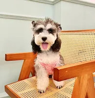 Huisdierkleding vier seizoenen hond trui modemerk Amerikaanse huisdieren trui