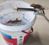 Housedeco Mouse Trap Bucket,mice Trap Bucket Lid Mouse/rat Trap