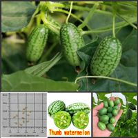 Başparmak Karpuz Tohumları Bonsai Meyve Kavun Semiller Bahçe Dekorasyonu için Seçilmiş Sements