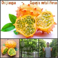 Cucumis Metuliferus Tohumları Bonsai Meyve Kavun Semillas Bahçe Dekorasyonu İçin Seçilmiş