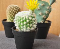 Plastique de plante succulente artificielle Petit cactus avec plantes en pot faussaï fausses de bouchette mignonne accessoires pour décoration intérieure y0