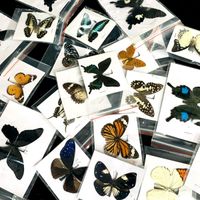 Decora￧￵es de jardim 10pcs naturais naturais naturais n￣o montados amostra de borboleta
