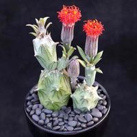 50pcs "Puxiliju" Kaktüs Etli Bitki Çiçek Tohumları Bonsai Bitkileri Semiller Bahçe Dekorasyonu İçin Seçilmiş Sements