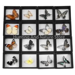 2 Piece Real Butterfly Specimen Po Frame Rare Specimen Desktop Decoration Wall Decoration Display Frame Teaching Model Gifts 240103