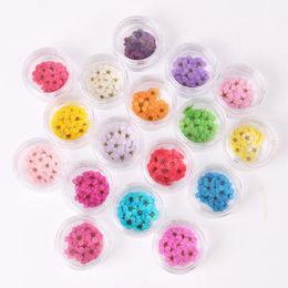 100pcs Pressed Dried Narcissus Plum Blossom Flower With Box For Epoxy Resin Jewellery Making Nail Art Craft DIY Accessories 240103