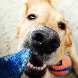 Dog Toys Chews Pet Super Drawstring Ball Dog Toy Resistant To Biting Teeth Small Medium And Large Dogs Golden Retriever Pets Game Supplies