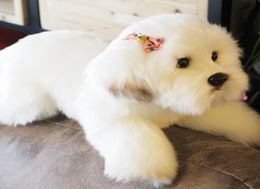 kawaii dog simulation doll soft Maltese dog plush toy cute pet animals sleeping pillow dolls gift wedding deco 38x14x15cm DY505337666396