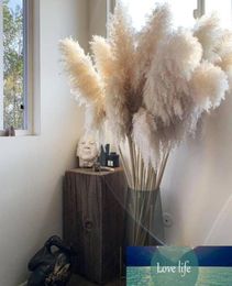 3PCS 55CM80CM White Natural Reed Dried Flower Big Pampas Grass Bouquet Wedding Flower Ceremony Decoration Modern Home Decoration9272188