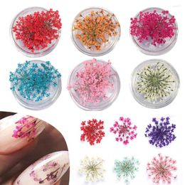 Nail Art Decorations Stylish Charms Fine Texture Non-Fading Colourful Dried Flower Decoration Gift DIY