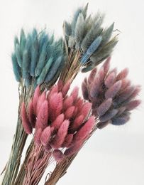 30Pcslot Gradient Lagurus Ovatus Natural Dried Flowers Bouquet Wedding Home Decoration Rabbit Tail Grass Real Flowers9642972