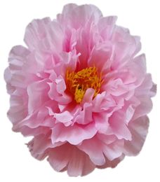 20Pcs 17CM Wedding Decorations Home Peony Flower Head Imitation Peony Flower Wedding Background Of Flower Wall Party Decoration Si5554017