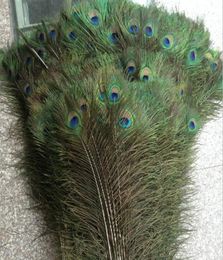 200pcs Feather Peacock TAILS 10quot12quot Tail Feathers Fan For Wedding Party Party Decoration9552666