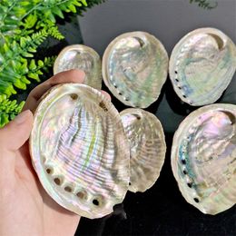 Gift Natural Abalone Shell Large Sea Shells Nautical Home Decor Soap Dish Diy Fish Tank Aquarium Landscape Wedding Decor