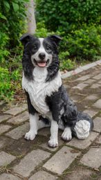 Garden Decorations Ltd. Sitting Border Collie Indoor/Outdoor Statue