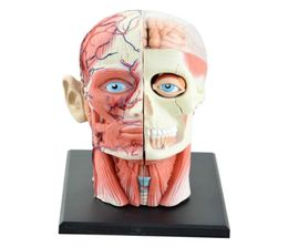 Halloween Toys 4D Assembled Humans Skeleton Anatomical Model Brain Nasal Oral Pharynx Larynx Cavity Anatomia Exploded Skull Educat2143458