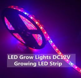 LED Plant Grow Lights 5050 LED Strip DC12V Red Blue 31 41 51for Greenhouse Hydroponic Plant Growing IP20 IP65 Growth Light2195927