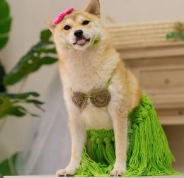 Apparel Dog Clothes Pets Funny French Fighting Pugs Corgis Funny Grass Skirts Vibrato Cats Pets Bikini Shooting Props Funny Clothes