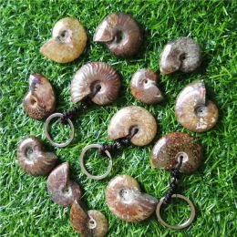 Jewelry Natural Stone Ammonite Seashell Snail keychain Ocean Reliquiae Conch Animal keychain For Men&Women Jewellery