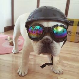 Apparel Pet Motorcycle Helmet Hat Cap Dog Cat Costume Accessory Pet Supplies motorcycle ABS Plastic dog toy Helmet cap with sunglasses