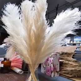 80cm Natural Dried Flower Pampas Grass Reed Home Decoration Grey Large Wedding Layout Corner Shop Display Window Decoration270z