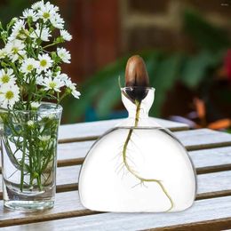 Vases Avocado Seed Starter Vase Tree Growing Kit Transparent Glass