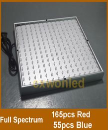 Whole 220 LED Blue Red Indoor Garden Hydroponic Plant Grow Light Panel 14 Watt Hanging Kit DHL UPS1886908