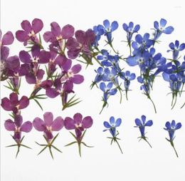 Decorative Flowers 60pcs Lobelia Erinus Pressed Dried Flower Filler For Epoxy Resin Jewelry Making Postcard Frame Phone Case Craft DIY