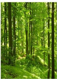 Beautiful green forest woods sunlight pictures window mural wallpaper7718939