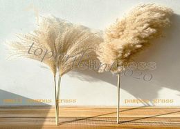 real pampas grass decor natural dried flowers plants wedding flowers dry flower bouquet fluffy lovely for holiday home decor fast 9332129