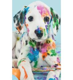 Full Squareround Diamond 5D DIY Diamond Painting Coloured Puppy Embroidery Cross Stitch Rhinestone Mosaic Home Decor5014122