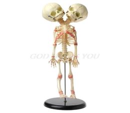Halloween Toys 37cm Human Double Head Baby Skull Skeleton Anatomy Brain Display Study Teaching Anatomical Model Halloween Bar Orna9631777