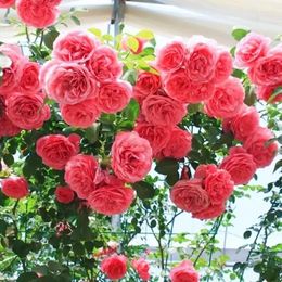 Decorative Flowers Artificial Plants Pyracantha Fortuneana Fruit Home Garden Decorate