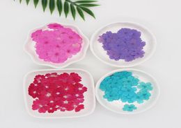 Decorative Flowers Wreaths Verbena Hybrida Voss Pressed Natural Dried For Art Resin Supplies DIY Candle Making24pcsbag4147990