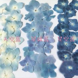 120pcs Pressed Blue Series Dried Hydrangea Macrophylla Flower Plants Herbarium For Jewellery Phone Case Bookmark Making DIY 1026303Q