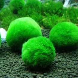 3-4cm Marimo Moss Balls Live Aquarium Plant Algae Fish Shrimp Tank Ornament Happy Environmental Green Seaweed Ball N50 Decorations292D