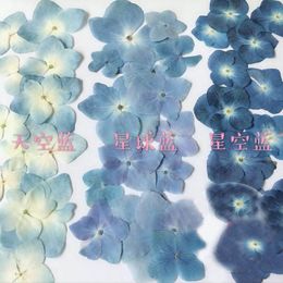 120pcs Pressed Blue Series Dried Hydrangea Macrophylla Flower Plants Herbarium For Jewellery Phone Case Bookmark Making DIY 1026348q
