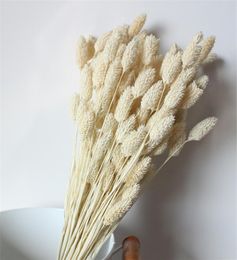 Dried Natural Flower Bouquets Colourful Lagurus Ovatus Bouquets Uraria Picta Rabbit Tail Grass Bouquets Bunches5700927