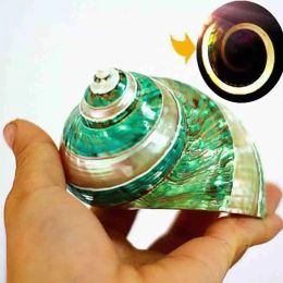 Decorations 911cm Natural Large Hermit Crab Shells Conch Shell Green Gade Turbo Aquarium Specimen Decor Creative Scenery Pieces