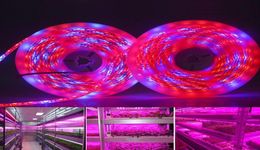 Strips Foxanon 5m LED Plant Grow Strip Light Waterproof DC 12V Hydstems Growing 60ledsm Full Spectrum Aquarium Greenhouse6055084