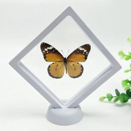 Real Butterfly Specimens Home Decoration Desk Accessories Transparent Film Wrap for Living Room 240314