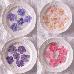 Decorative Flowers 12PCS Real Dried Pressed Gaura Lindheimeri Flower DIY Material Resin Candle Phone Cases Craft Art Accessories