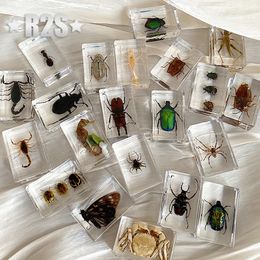 20 Pcs lot Insect in Resin Specimen Bugs Collection Paperweights Arachnid Spec decoration home accessories random beetles 240314