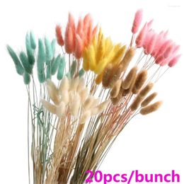 Decorative Flowers Style Shooting Props Natural Material Plant Stems Lagurus Ovatus Tails Dried Bouquets Tail Grass