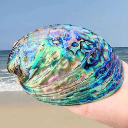 11-13CM Polished Natural Paua Abalone Shell Sage Smudge Kit with Tripod Stand Sustainably Collected - for Smudging Home Decor 240305