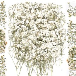 Decorative Flowers 100PCS Bulk Dried Gypsophila For Pressing Craft DIY Materials Bookmarks Zinnia