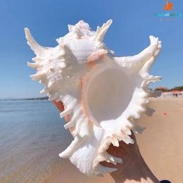 16-23CM Natural Large Conch Shell Kirin Snail Murex Ramosus Shell Collection Gift African Turban Seashell Coral Conch Home Decor 240305