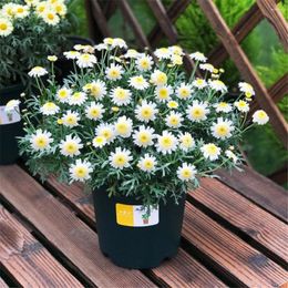 Decorative Flowers Artificial Beautiful Daisy Plastic Fake Flower Wedding Home Plants Chrysanthemum Bouquet Christmas Decoration