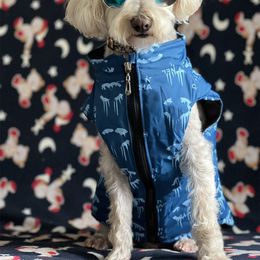 Cross-Border Autumn and Winter Warm Pet Vest Cotton-Padded Clothes French Bucket Corgi Bear Dog Teddy Fashion Brand Pets Clothing