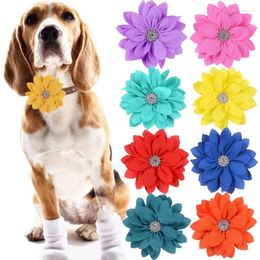 Dog Apparel 50/100pcs Big Flower-Collar Accessories Bow Ties Chiffon Collar Cat Bowties Pet Products